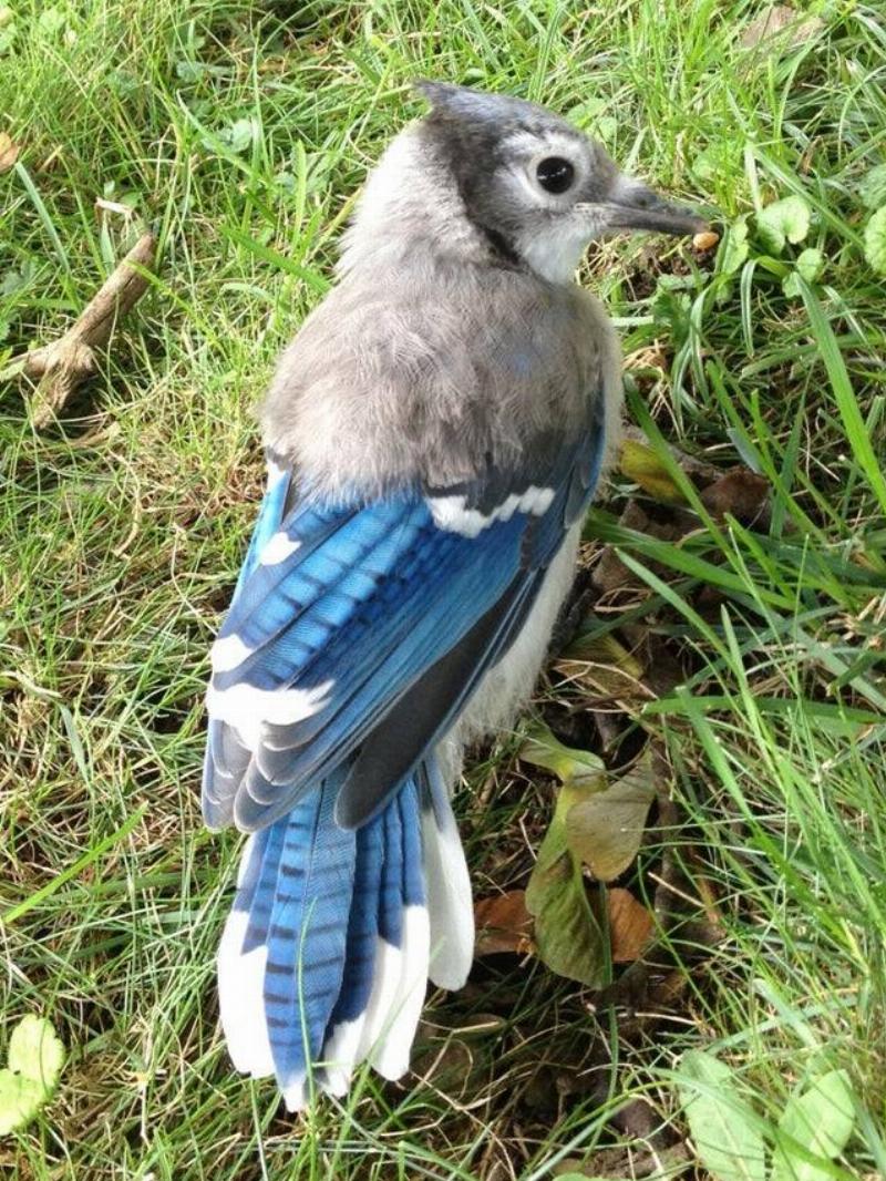 half blue half grey bird feathers