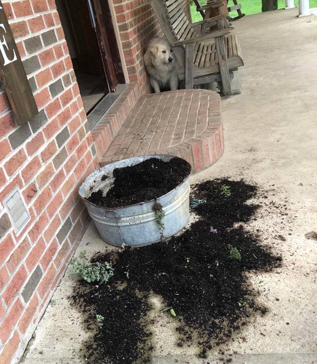 dog hiding behind bench after eating plant