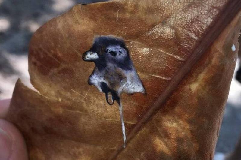 pigeon on leaf protrait