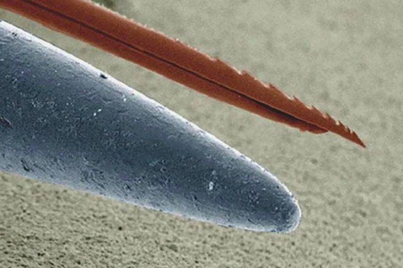 stinger and needle under a microscope