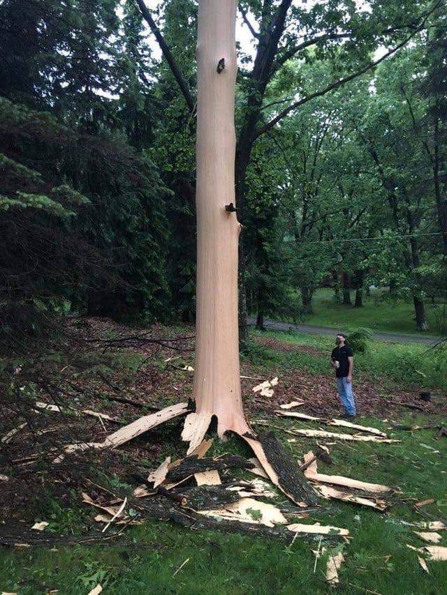 tree with no bark