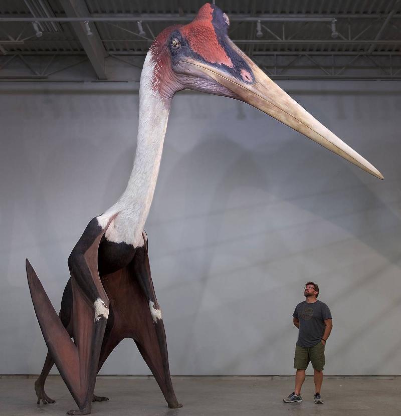 man standing next to model of a Quetzalcoatlus 