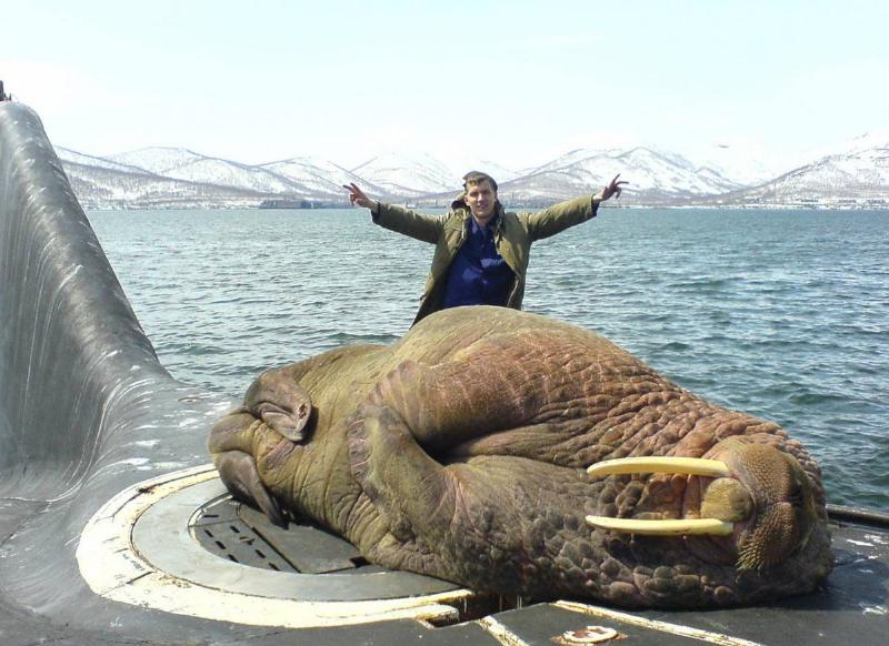 guy standing behind a big walrus that is napping on his boat