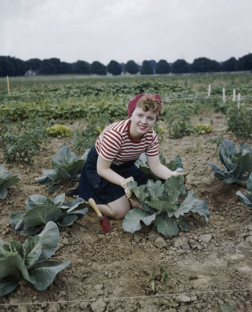 Victory Garden