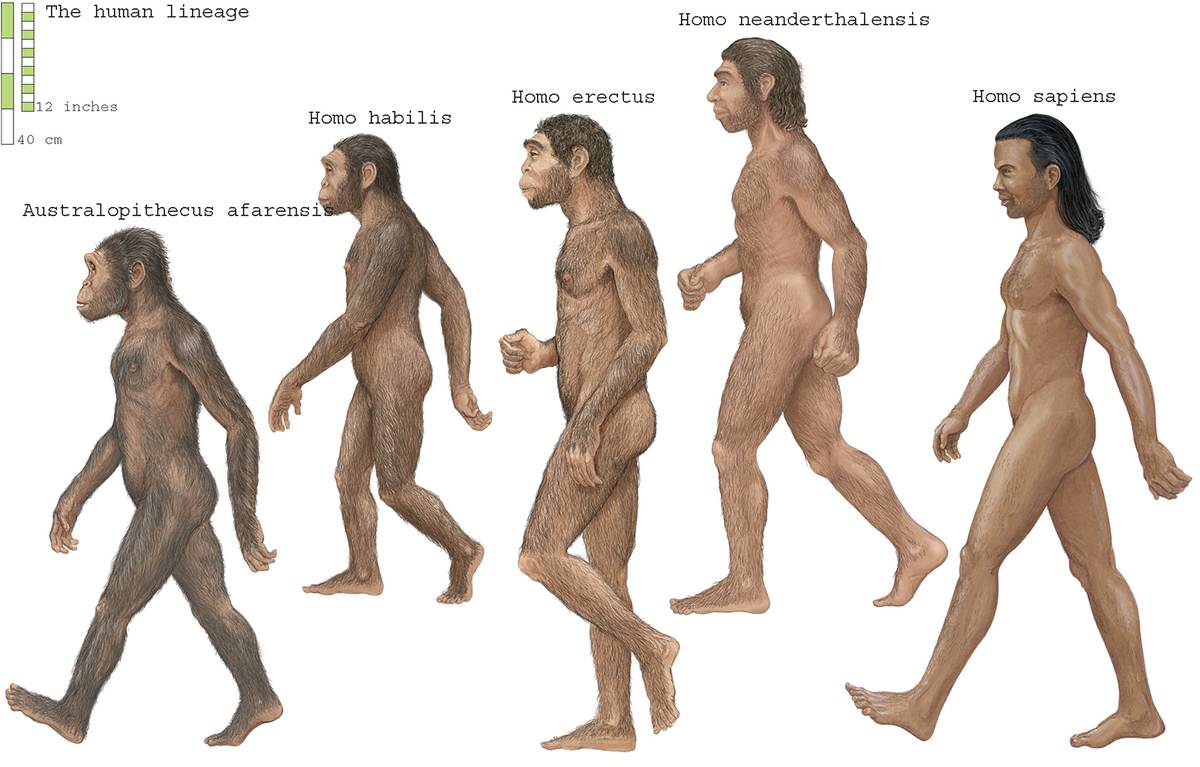 A diagram shows several species of ancient humans.