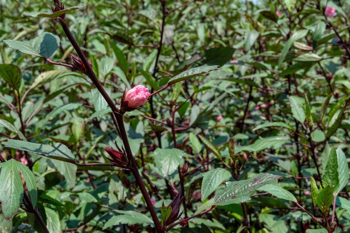 Hibiscus flower growing on a branch on Septembre 25, 2018 in Bunjako island, Mpigi district, Uganda