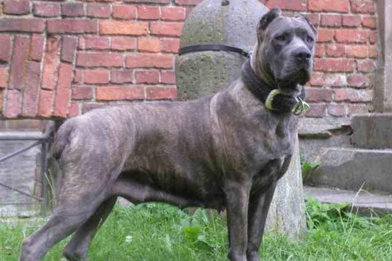 CaneCorso_(28)