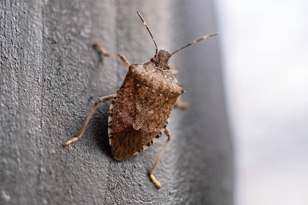 Stink Bug In Germany
