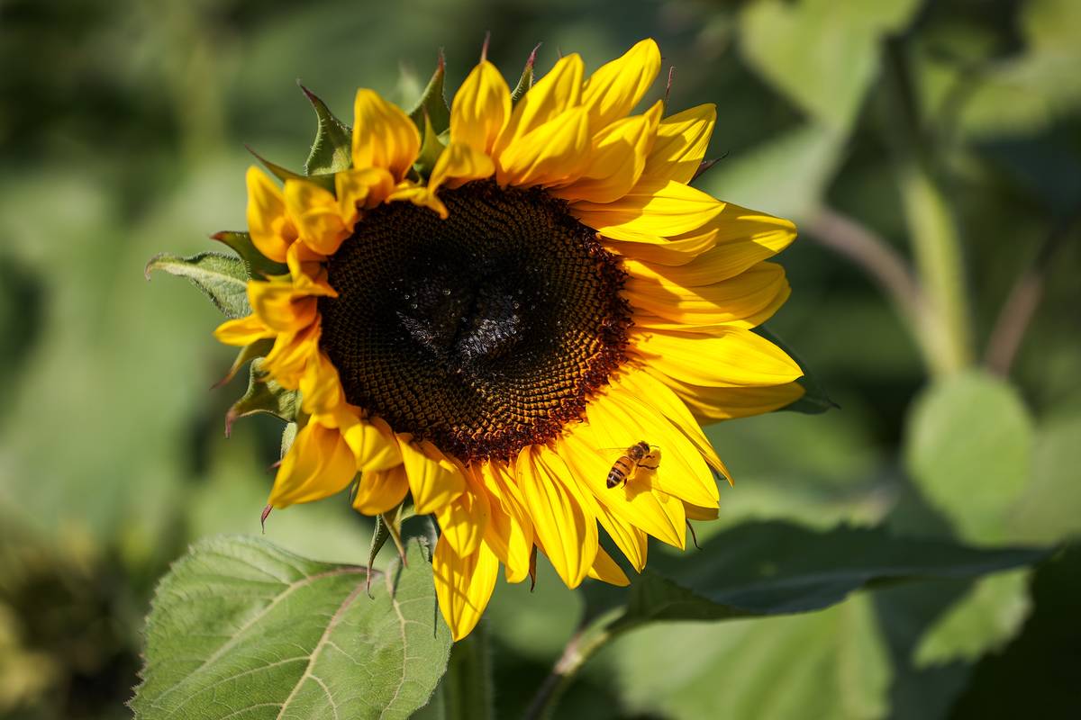 Sunflower farm in New Jersey