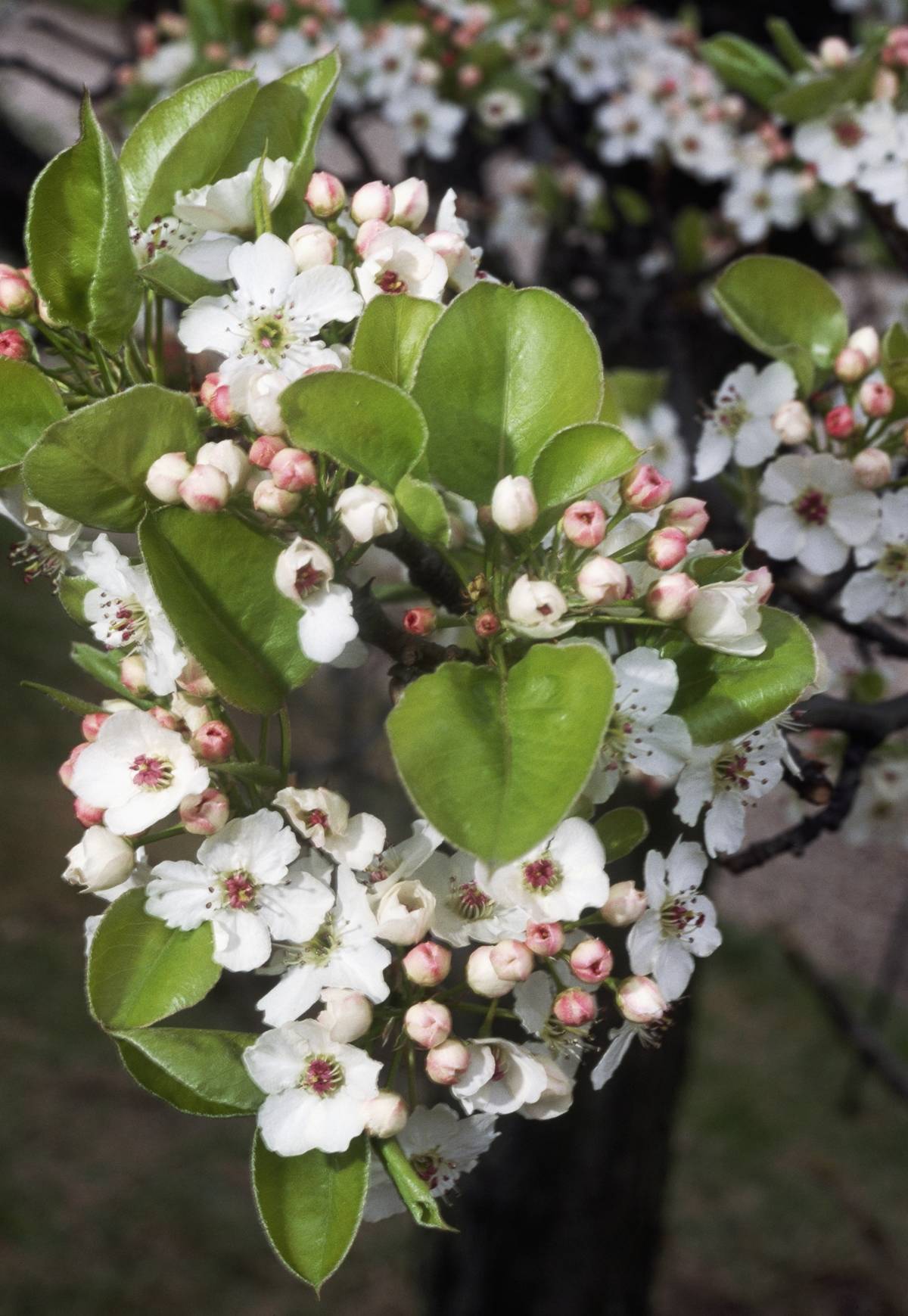 Bradford Pear tree or Callery Pear tree flowers...