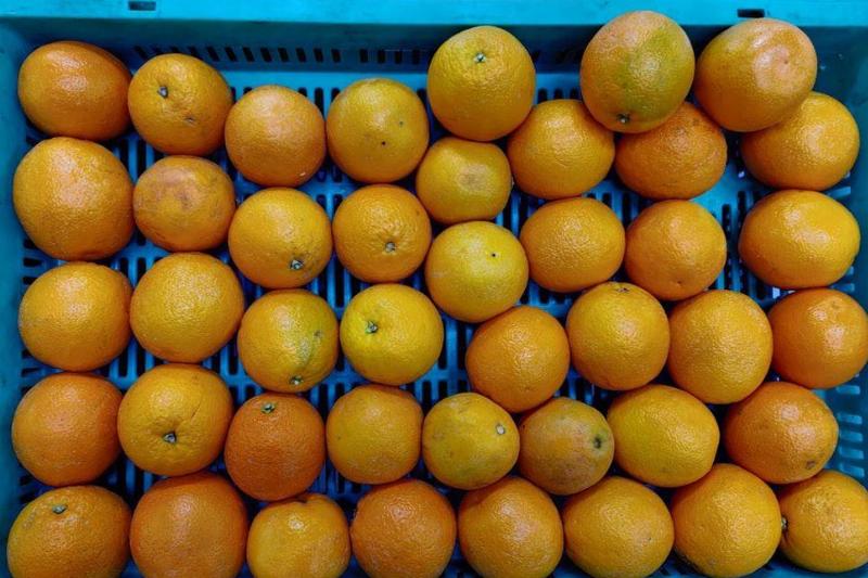 oranges-in-a-blue-box-32300