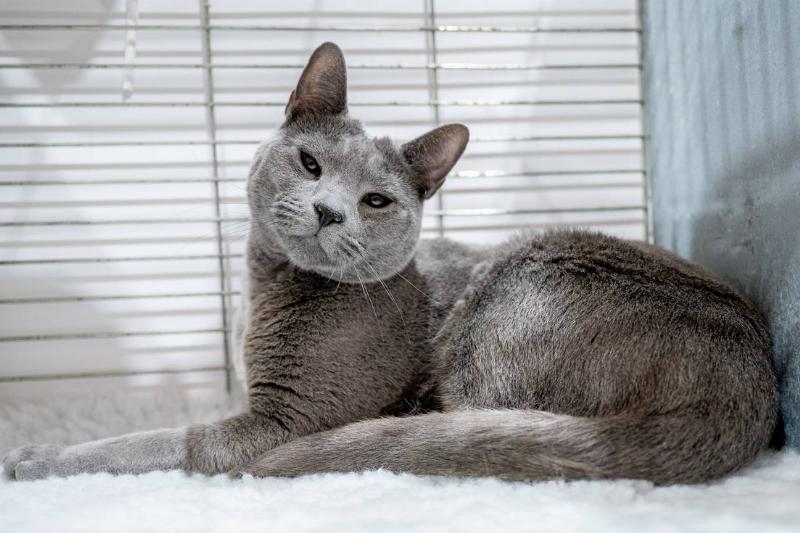 GCCF Merseyside Cat Show