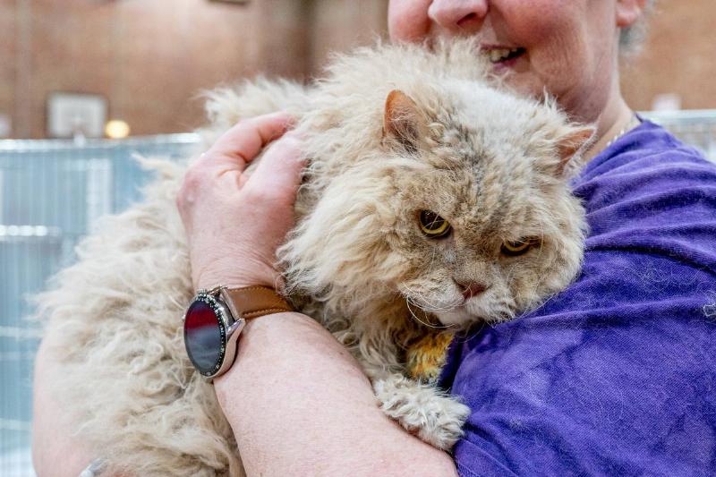 GCCF Merseyside Cat Show