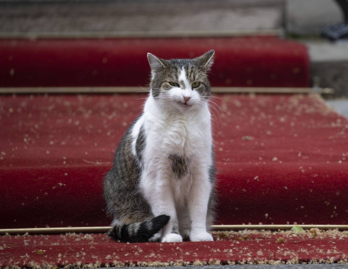 Larry the cat of Downing Street