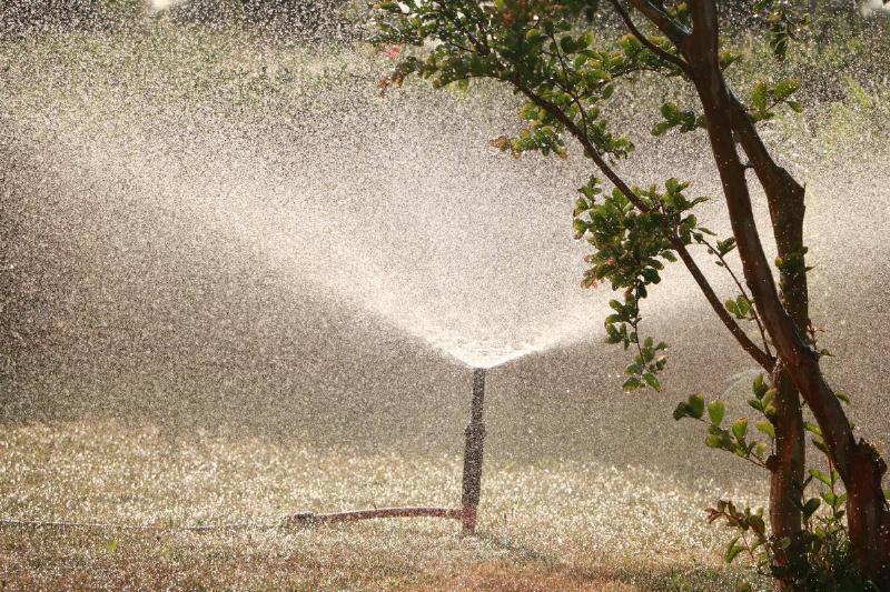 Sprinkler going off near a bush
