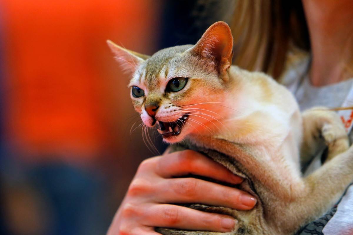 ROMANIA-BUCHAREST-FELINE BEAUTY CONTEST