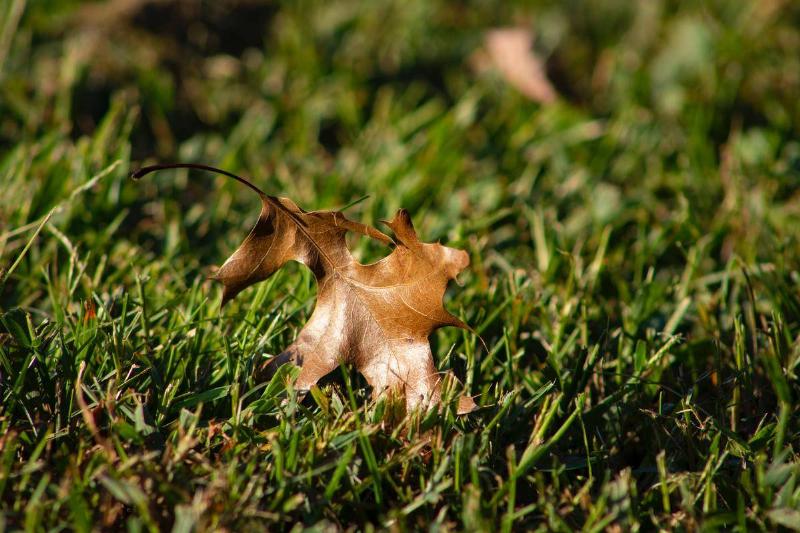 Brown leaf in grass
