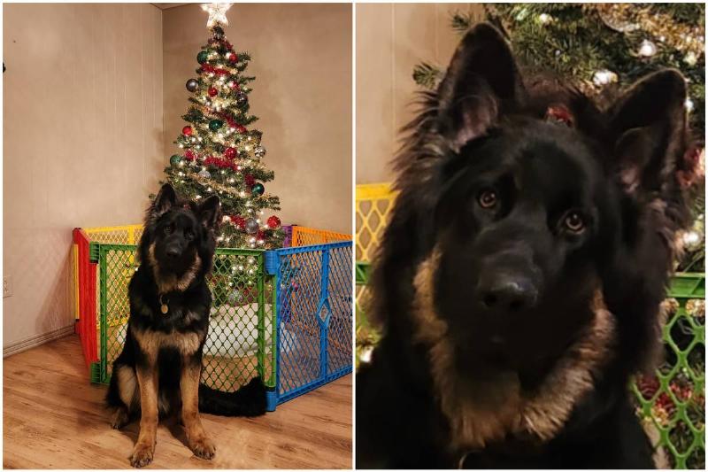 Christmas tree with colorful barrier and curious dog standing in front of it