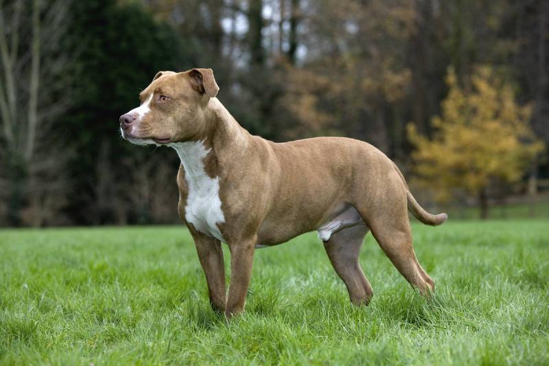 American Staffordshire Terrier in garden.