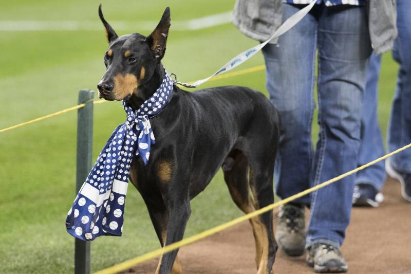 SEATTLE, WA - APRIL 17: A doberman wears a baseball scarf as he walks the bases during 