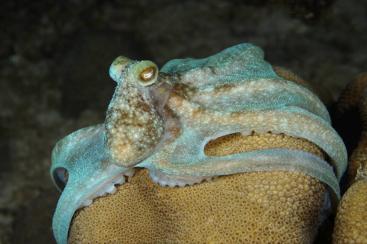 GettyImages-146141661