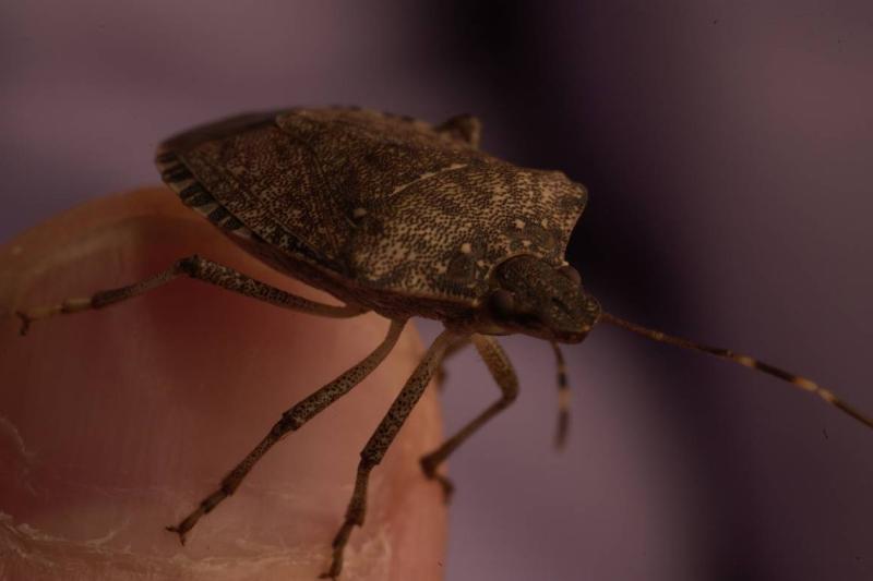 10/7/05 photo Ryan McFadden Stink bug Stinkbug in studio