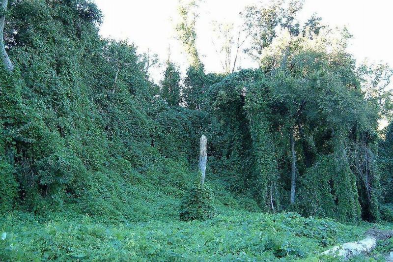 1280px-Kudzu_on_trees_in_Atlanta,_Georgia