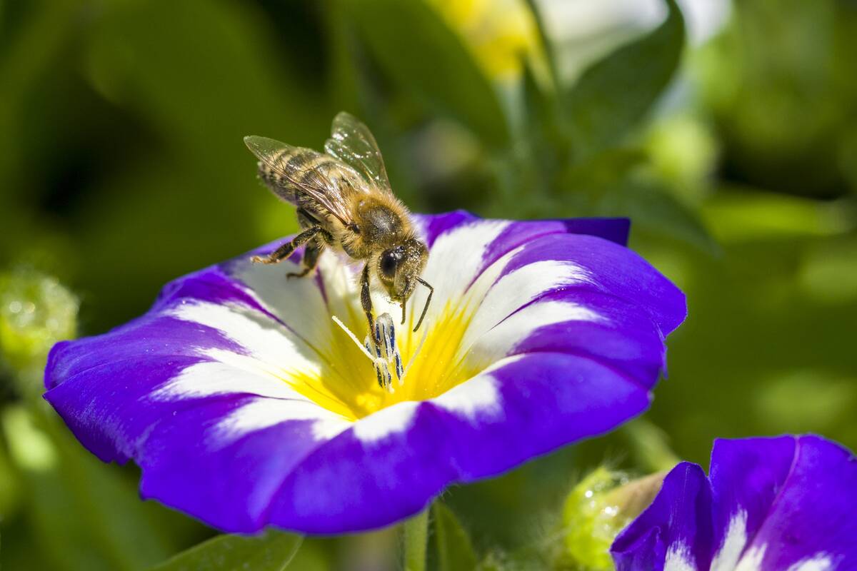 A Carniolan honey bee (Apis mellifera carnica) is collecting...