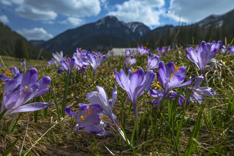 Chocholowska Valley in Poland