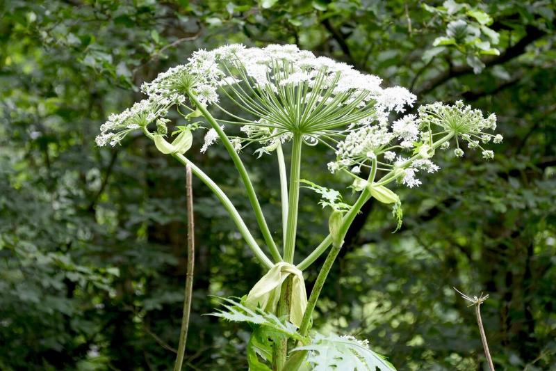 Giant hogweed