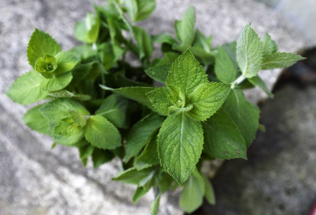 Green Plate Special grilled tuna or swordfish