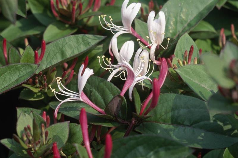 Japanese honeysuckle...