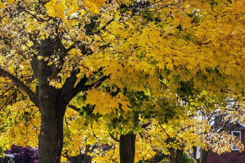Norway Maple trees...