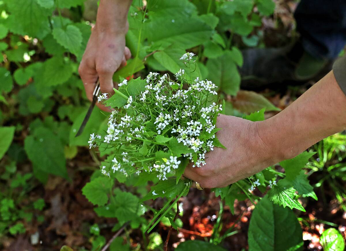 One Way To Get Back At That Invasive Plant Strangling Your Garden? Eat It