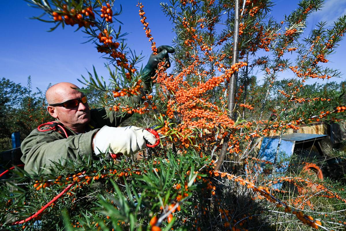 Sea buckthorn harvest in Brandenburg