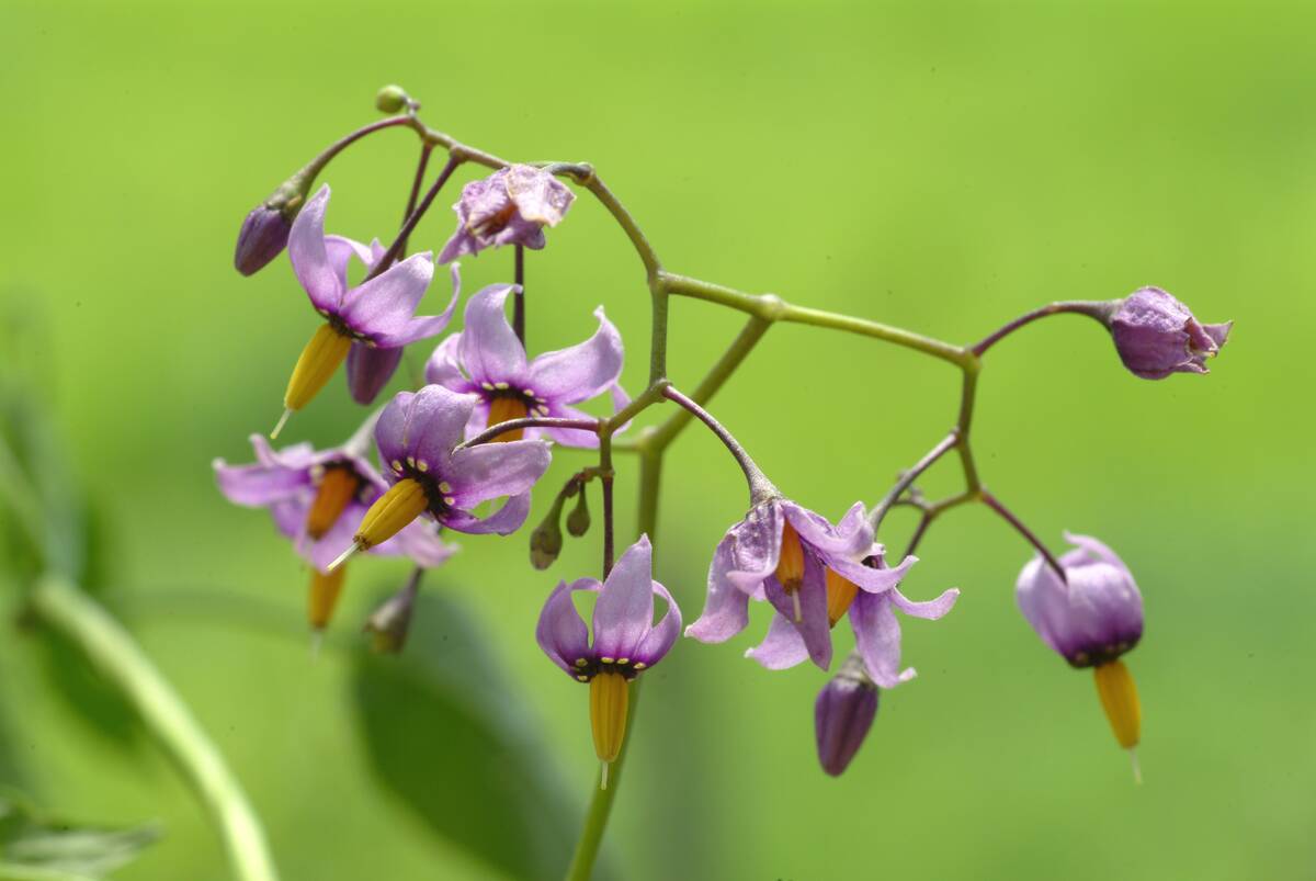 Solanum dulcamara