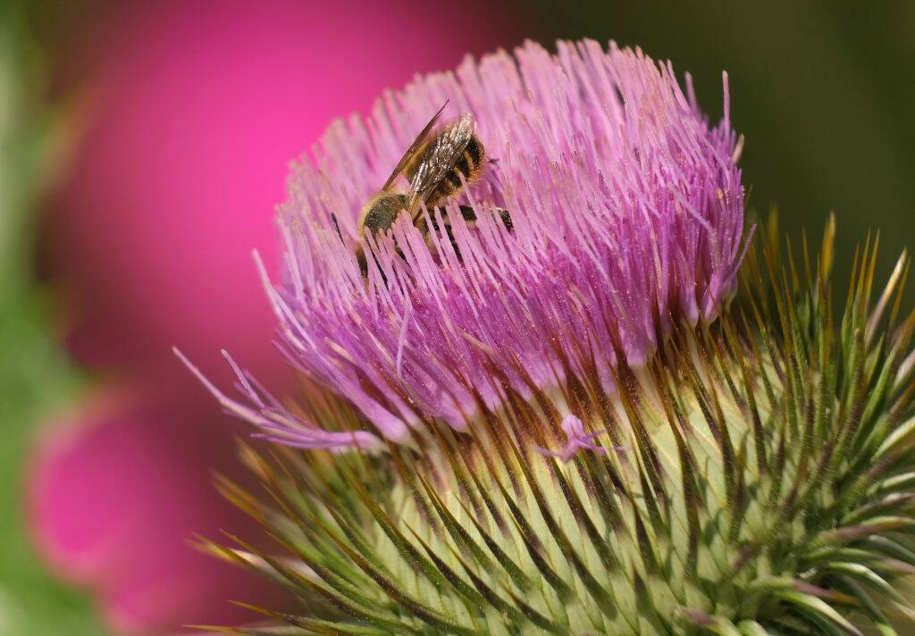 Scotch Thistle