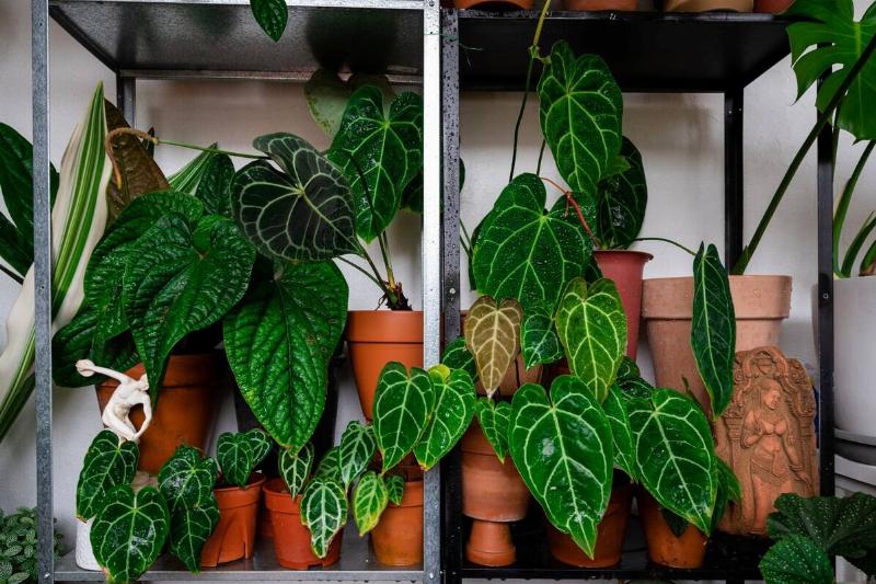 MALAYSIA-HEALTH-VIRUS-LIFESTYLE-GARDENING