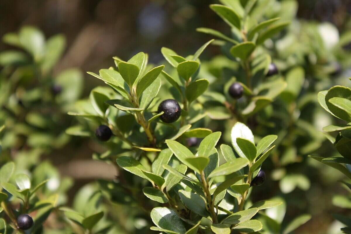 Japanese Holly