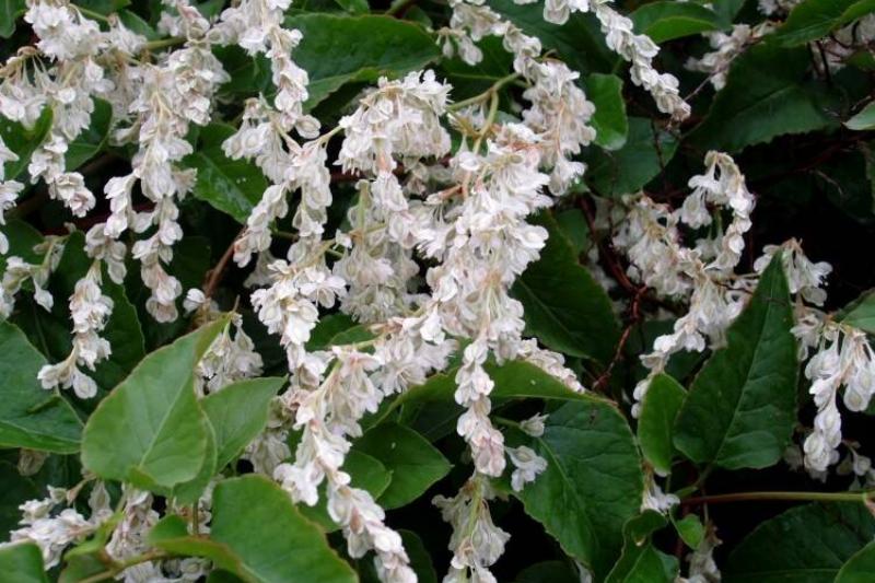 Polygonumbaldschuanicum