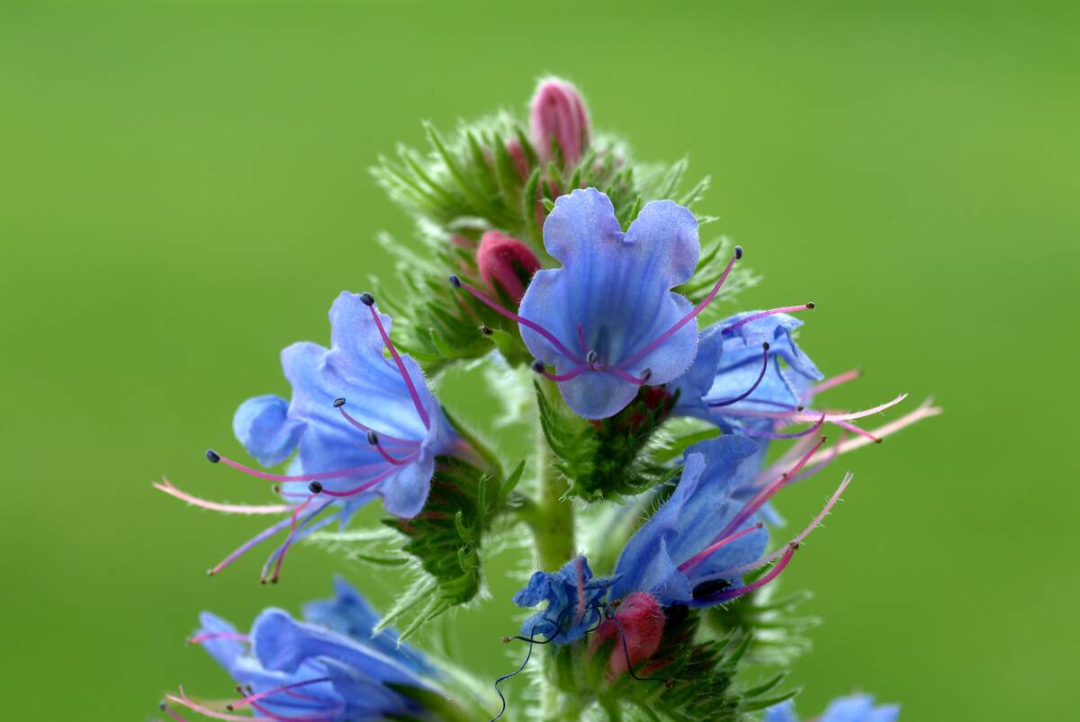 Blossom of Echium vulgare