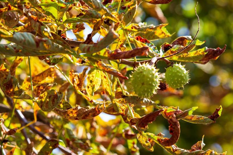 Chestnut tree with chestnuts