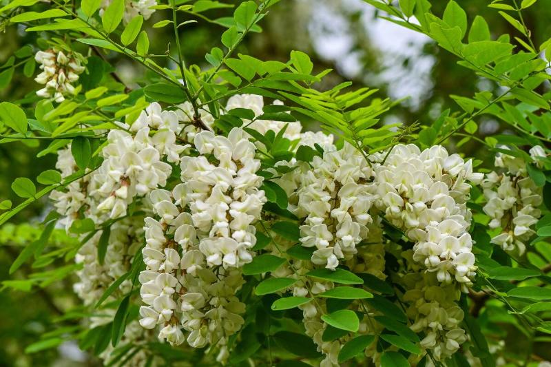 Common black locust