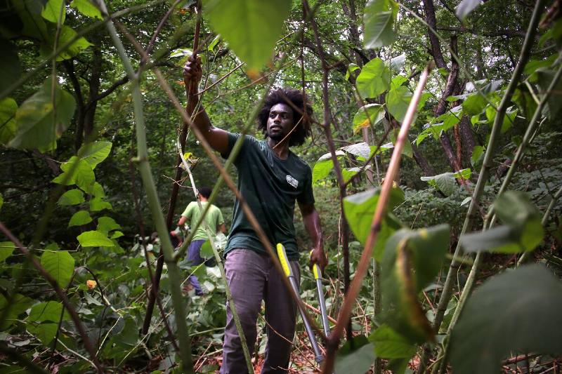 Japanese Knotweed Taking Over Olmsted Park