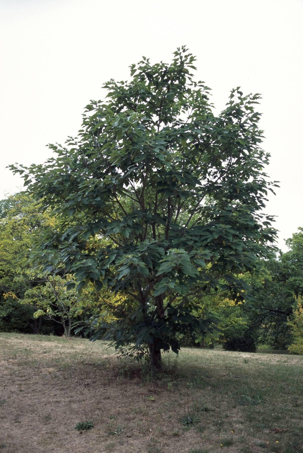 Paper Mulberry (Broussonetia papyrifera)...