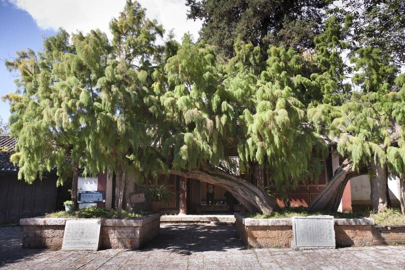 Tamarix chinensis tree