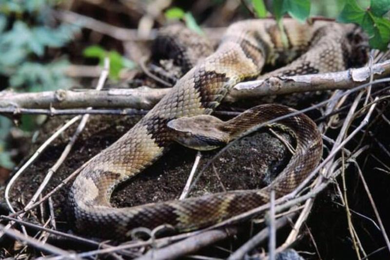 Bothrops_jararaca_1