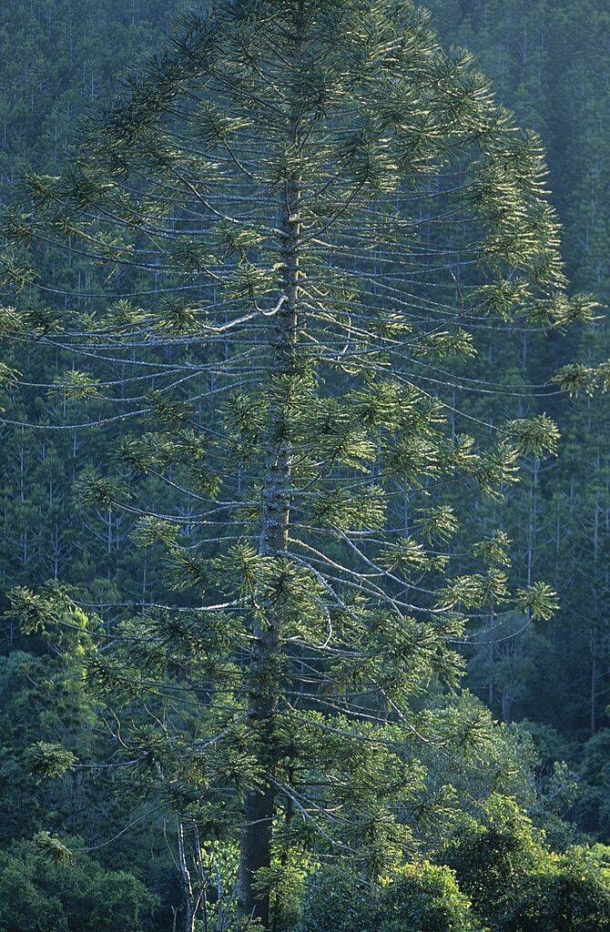 Bunya Pine