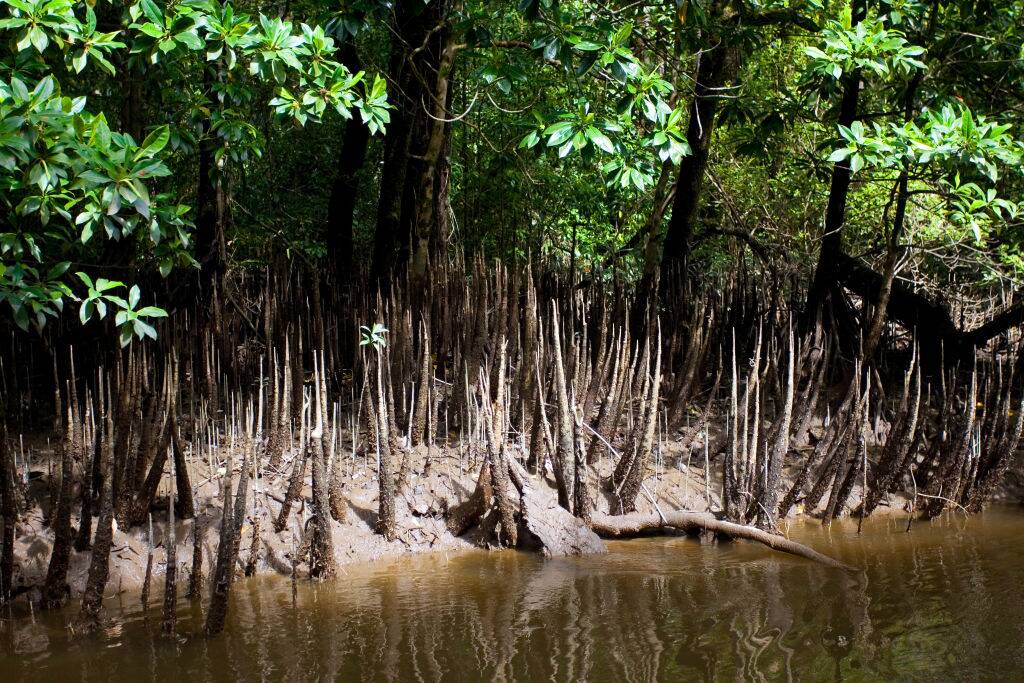 Mangrove Trees
