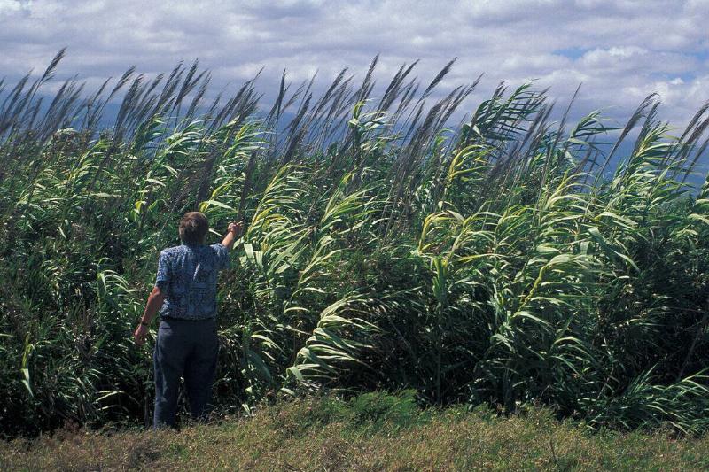1280px-Arundo.donax2web